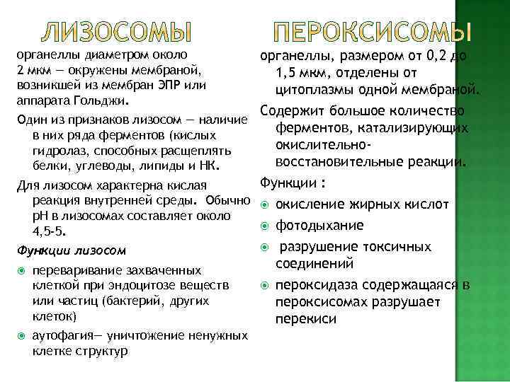   МИТОХОНДРИИ Двумембранные гранулярные или нитевидные органеллы толщиной около 0, 5 мкм. Характерны