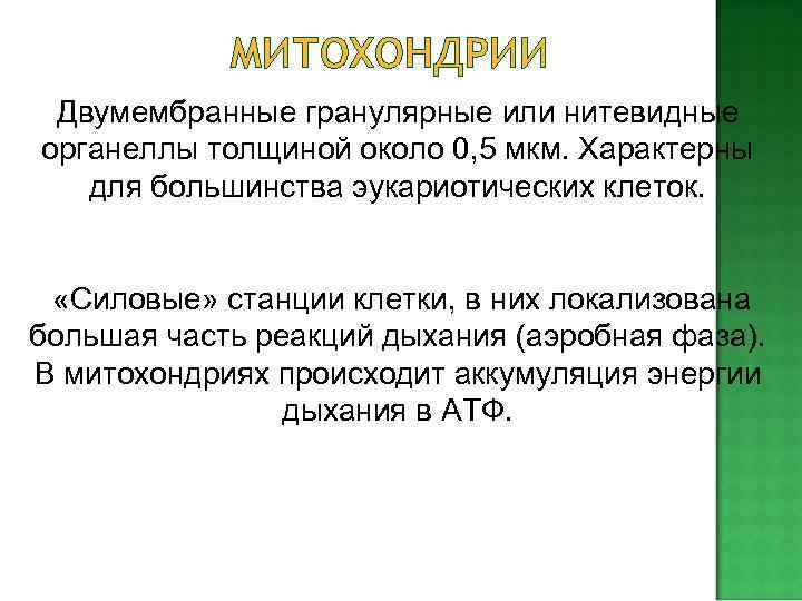 Имеют удлиненную палочковидную форму длиной 4— 7 мкм и диаметром 0, 5— 2 мкм.