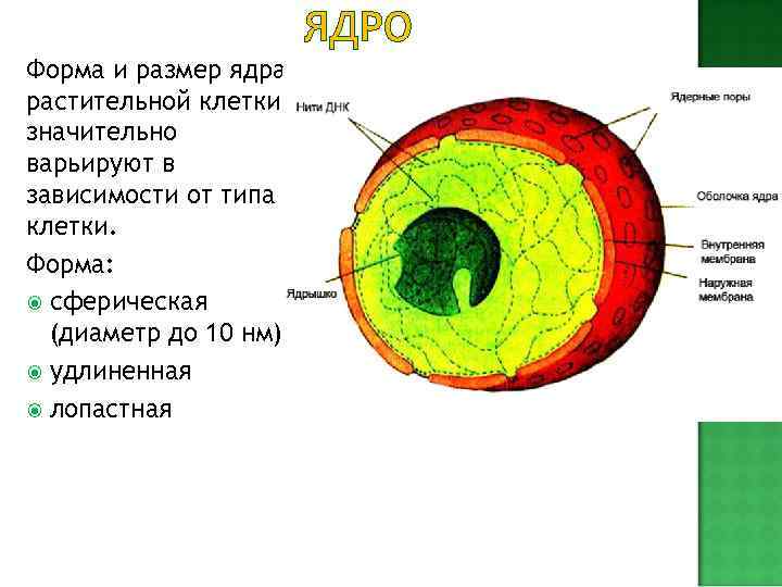 Ядерная оболочка клетка растений