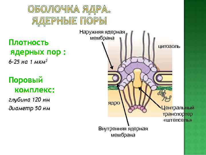     ПЛАСТИДЫ Пластиды — органоиды покрыты двойной мембраной и имеют в