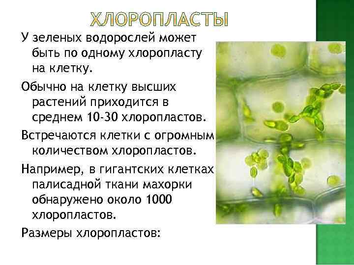    РАЗВИТИЕ ПЛАСТИД  У высших растений возникновение и развитие хлоропластов 