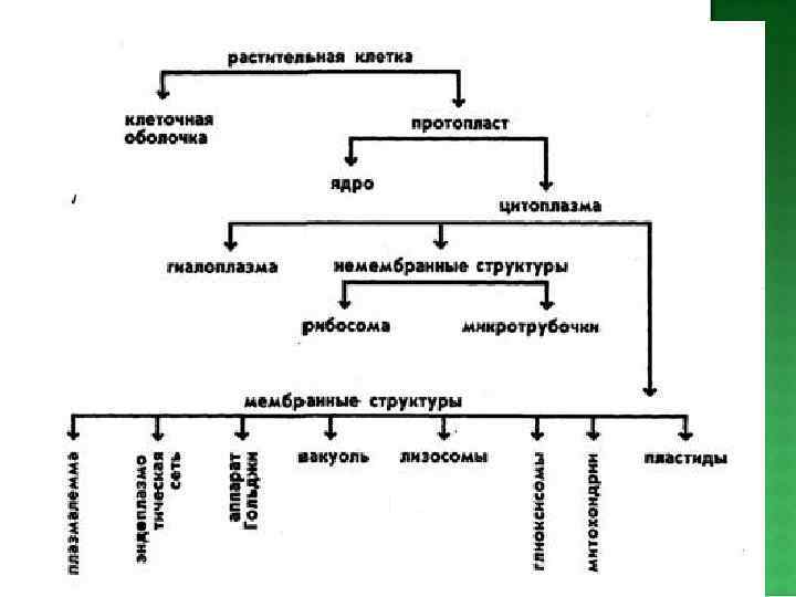 Цитоплазма — обязательная часть клетки, заключенная между плазматической мембраной и ядром. Химический состав цитоплазмы: