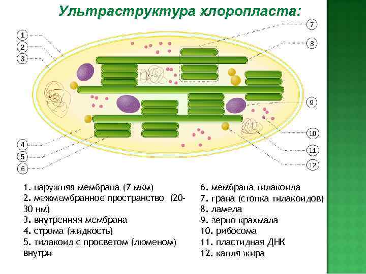  В тилакоидах происходят светозависимые  реакции фотосинтеза.  В строме содержатся хлоропластные 
