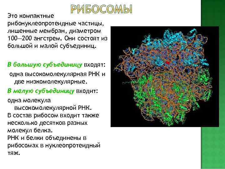   В каждой клетке несколько десятков тысяч рибосом. Они расположены не только в