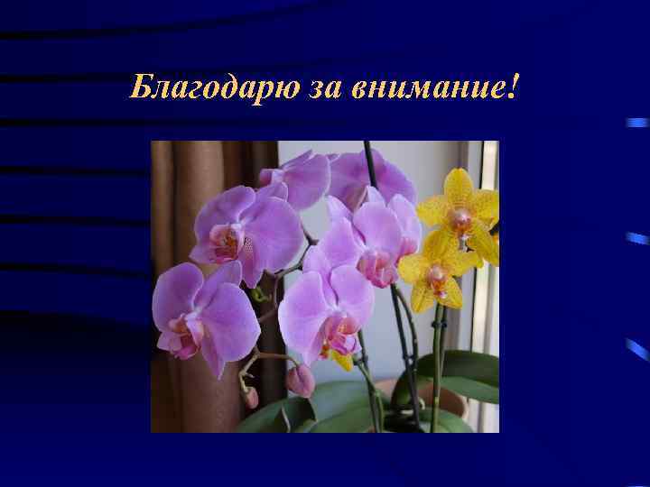 Благодарю за внимание! 