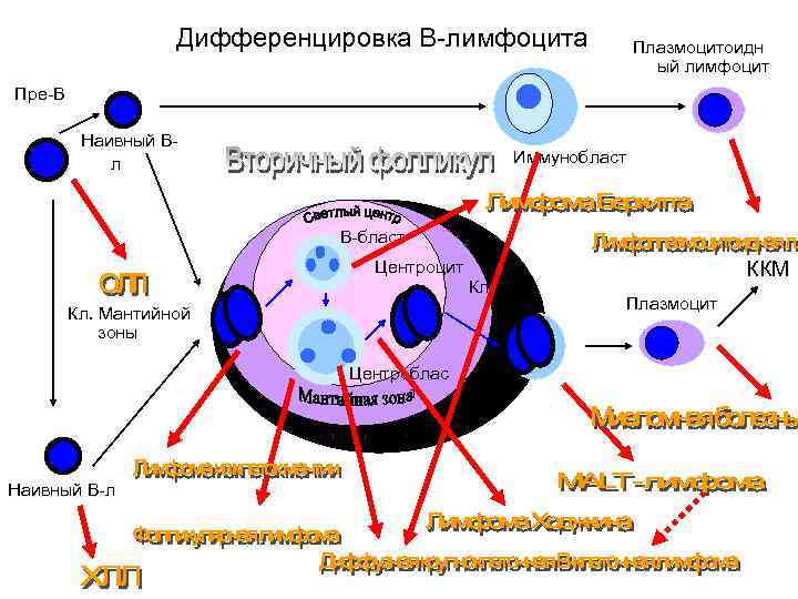     Дифференцировка В-лимфоцита    Плазмоцитоидн    