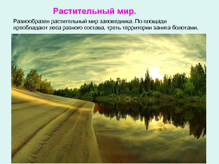    Растительный мир. Разнообразен растительный мир заповедника. По площади преобладают леса разного