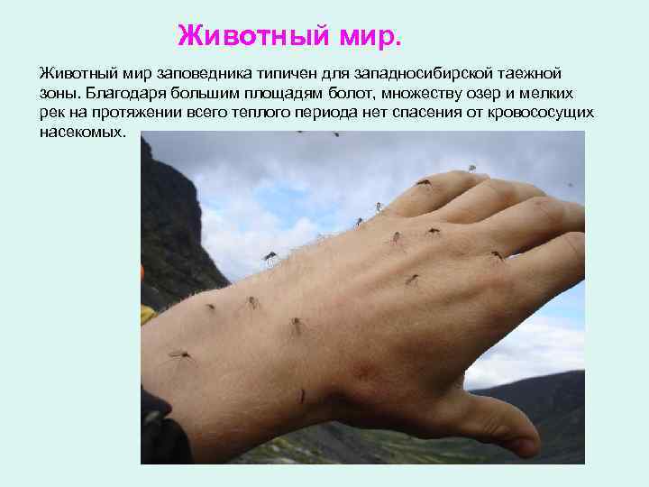     Животный мир заповедника типичен для западносибирской таежной зоны. Благодаря большим