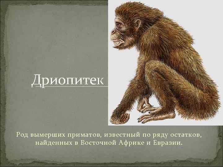 >  Дриопитек  Род вымерших приматов, известный по ряду остатков,  найденных в