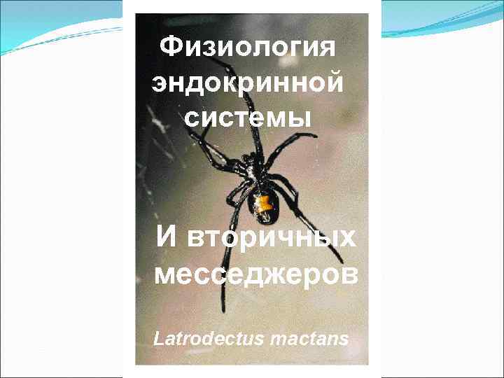 Физиология эндокринной системы И вторичных месседжеров Latrodectus mactans 