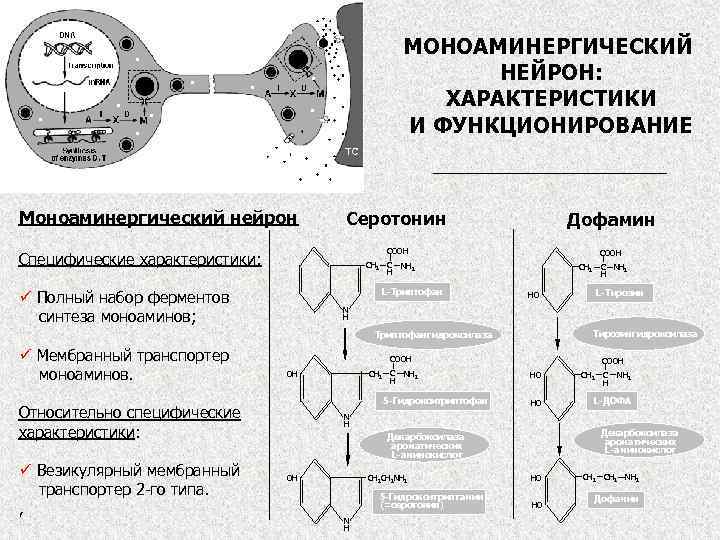 A, аминокислота; D, ДОФА-декарбоксилаза M, моноамин; МОНОАМИНЕРГИЧЕСКИЙ НЕЙРОН: ХАРАКТЕРИСТИКИ И ФУНКЦИОНИРОВАНИЕ TC, клетка-мишень; X,