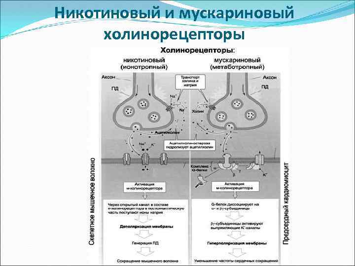 Никотиновый и мускариновый холинорецепторы 