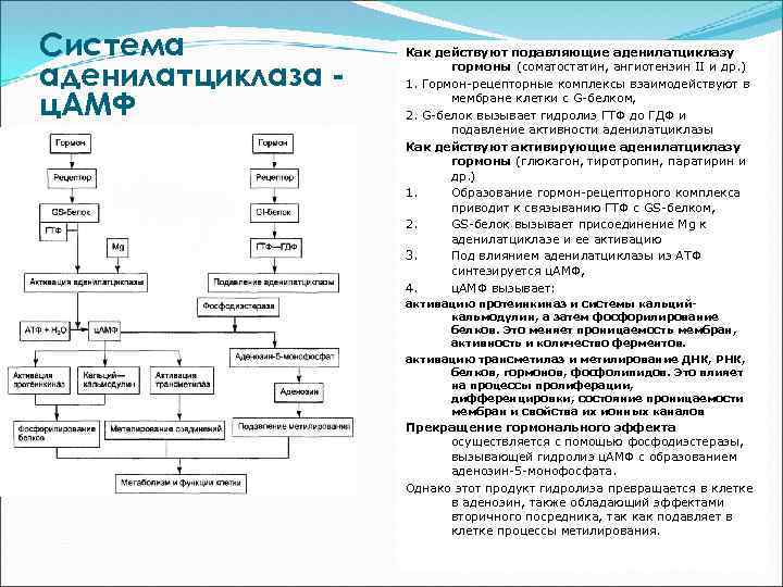 Система аденилатциклаза ц. АМФ Как действуют подавляющие аденилатциклазу гормоны (соматостатин, ангиотензин II и др.