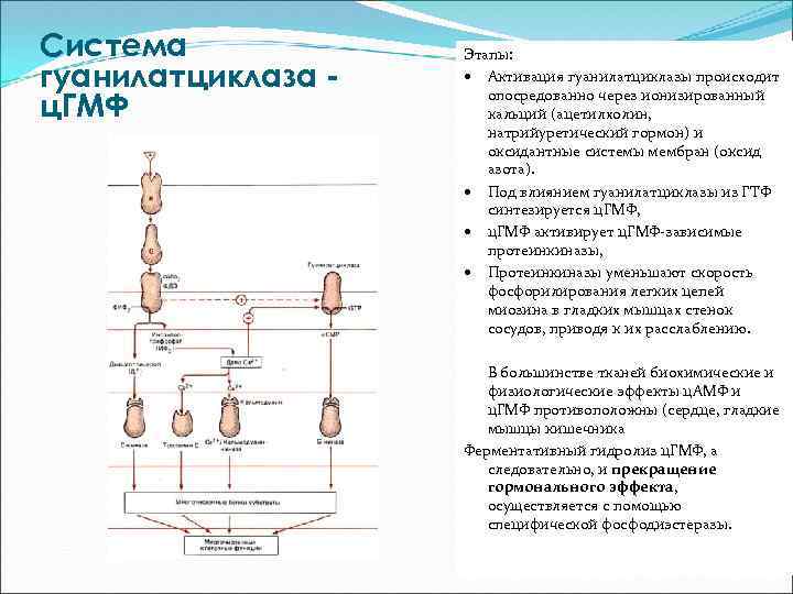 Система гуанилатциклаза ц. ГМФ Этапы: Активация гуанилатциклазы происходит опосредованно через ионизированный кальций (ацетилхолин, натрийуретический