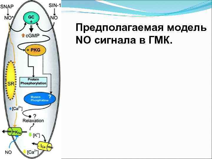 Предполагаемая модель NO сигнала в ГМК. 