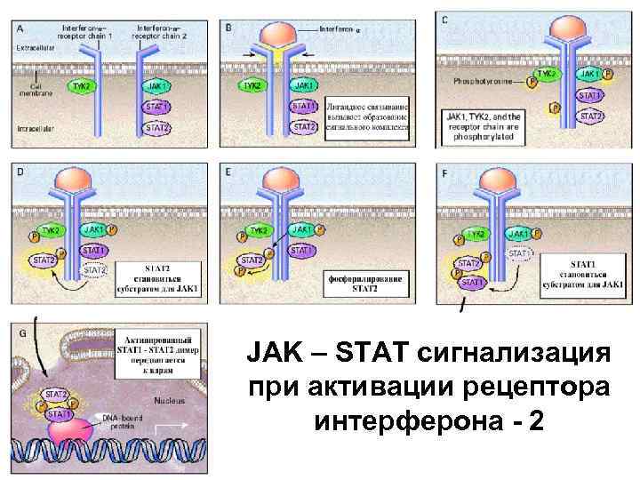 JAK – STAT сигнализация при активации рецептора интерферона - 2 
