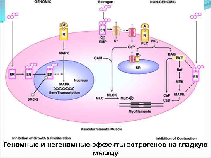 Геномные и негеномные эффекты эстрогенов на гладкую мышцу 