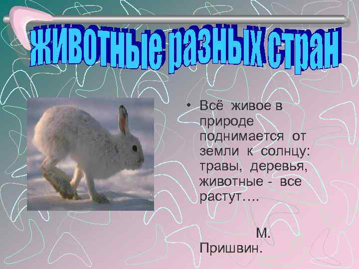  • Всё живое в  природе  поднимается от  земли к солнцу: