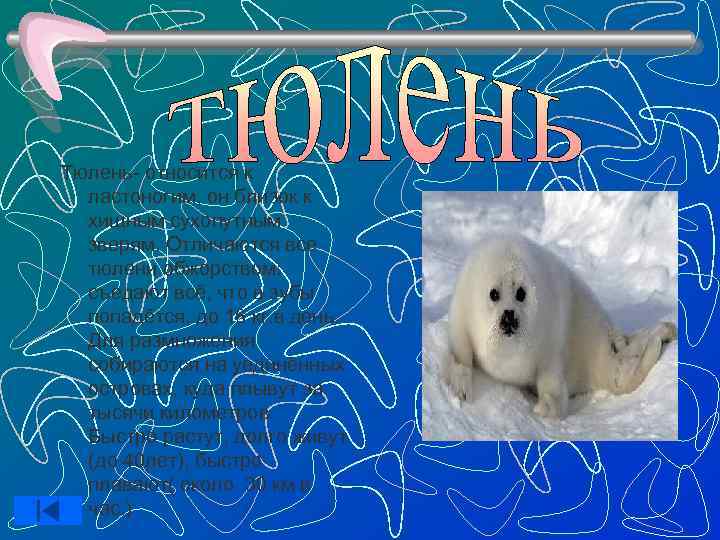 Тюлень- относится к  ластоногим, он близок к  хищным сухопутным  зверям. Отличаются