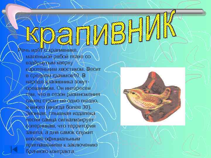 Речь идёт о крапивнике, маленькой рябой птахе со  вздёрнутым кверху  коротеньким хвостиком.