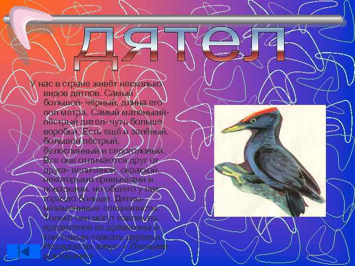 У нас в стране живёт несколько  видов дятлов. Самый  большой- чёрный, длина