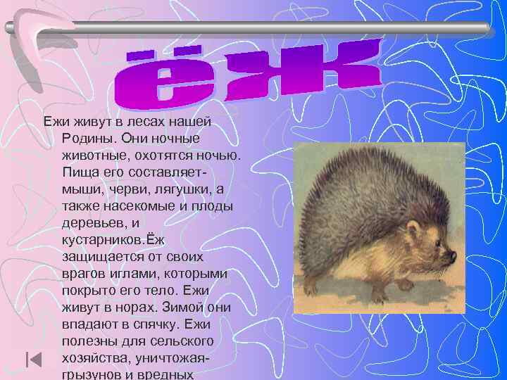 Ежи живут в лесах нашей  Родины. Они ночные  животные, охотятся ночью. 