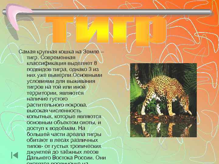 Самая крупная кошка на Земле –  тигр. Современная  классификация выделяет 8 