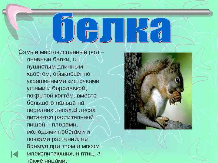 Самый многочисленный род –  дневные белки, с  пушистым длинным  хвостом, обыкновенно