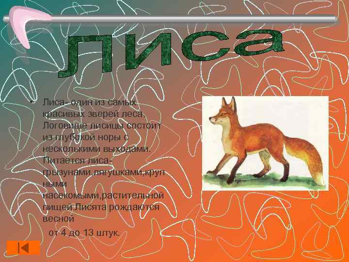  • Лиса- один из самых  красивых зверей леса.  Логовище лисицы состоит