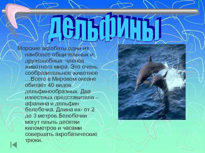 Морские акробаты, одни из  наиболее общительных и  дружелюбных членов  животного мира.