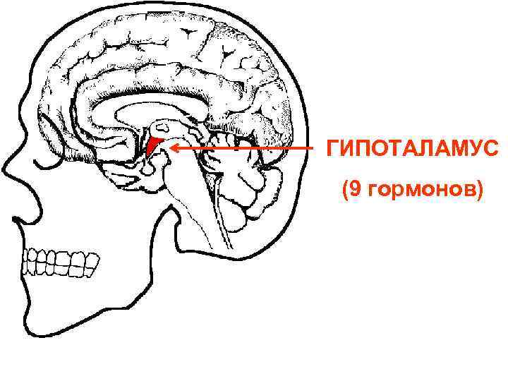 СХЕМА МОЗГ ГИПОТАЛАМОЧЕРЕП ГИПОФИЗАРНОЙ ГИПОТАЛАМУС СИСТЕМЫ (9 гормонов) 
