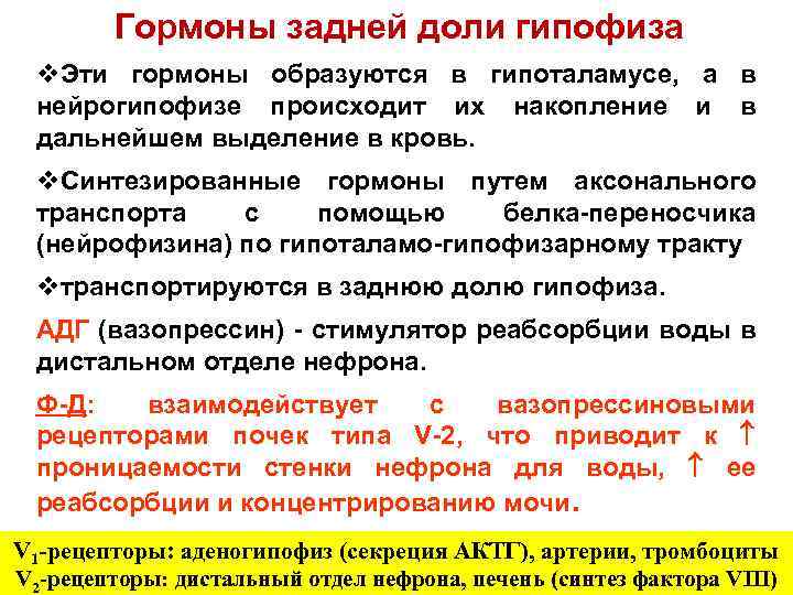 Гормоны задней доли гипофиза v. Эти гормоны образуются в гипоталамусе, а в нейрогипофизе происходит