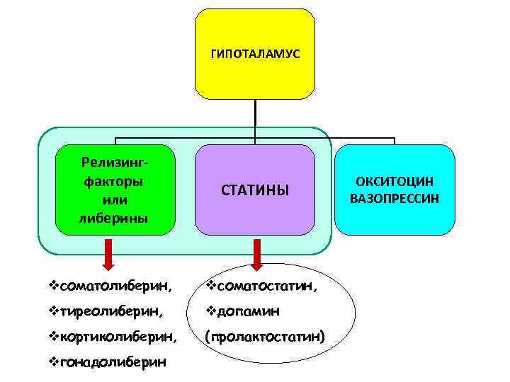 ГИПОТАЛАМУС Релизингфакторы или либерины СТАТИНЫ vсоматолиберин, vсоматостатин, vтиреолиберин, vдопамин vкортиколиберин, (пролактостатин) vгонадолиберин ОКСИТОЦИН ВАЗОПРЕССИН