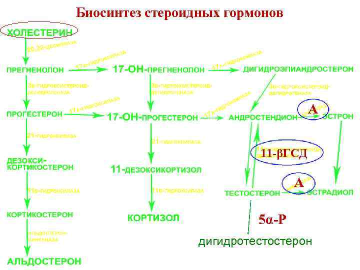 Биосинтез стероидных гормонов А 11 -βГСД А 5α-Р дигидротестостерон 