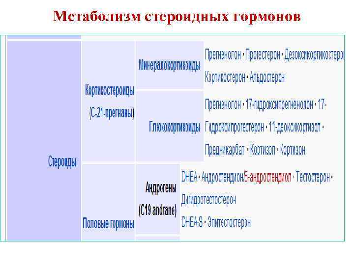 Метаболизм стероидных гормонов 