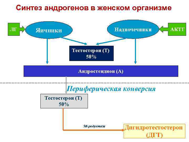 Синтез андрогенов в женском организме ЛГ Надпочечники Яичники АКТГ Тестостерон (Т) 50% Андростендион (А)