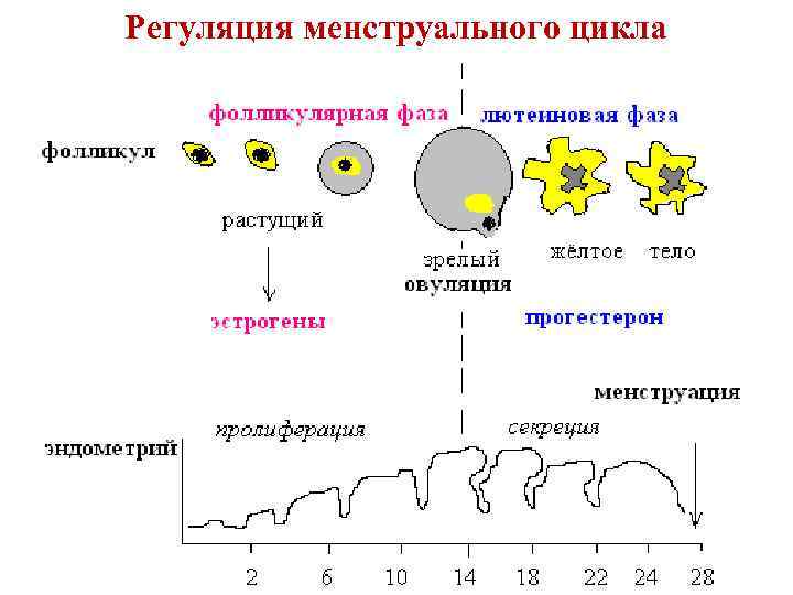 Регуляция менструального цикла 