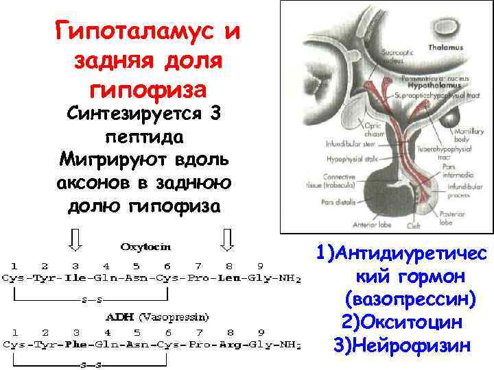 Гипоталамус и задняя доля гипофиза Синтезируется 3 пептида Мигрируют вдоль аксонов в заднюю долю