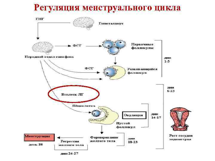 Регуляция менструального цикла 