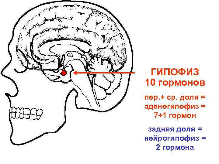 ГИПОФИЗ 10 гормонов пер. + ср. доли = аденогипофиз = 7+1 гормон задняя доля