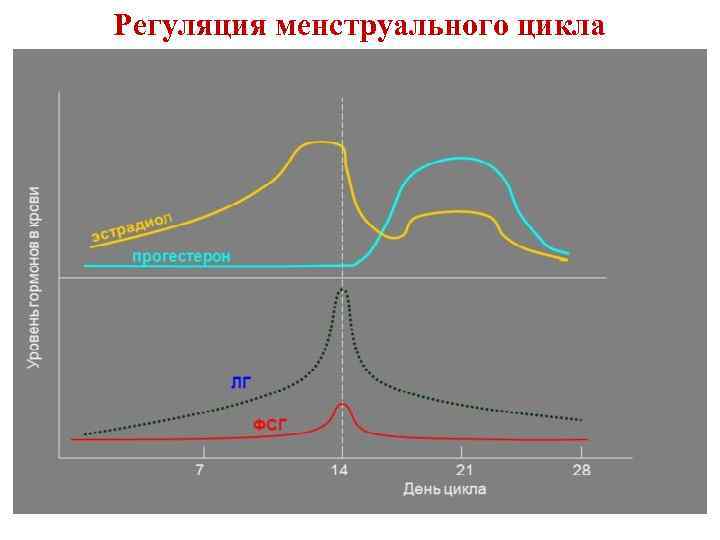 Регуляция менструального цикла 