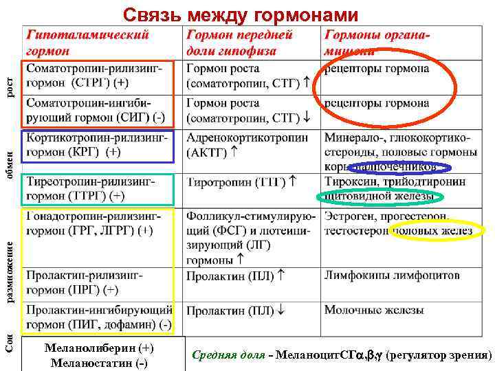Сон размножение обмен рост Связь между гормонами Меланолиберин (+) Меланостатин (-) Средняя доля -