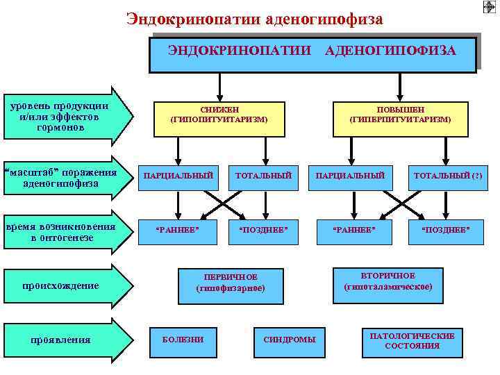 Эндокринопатии аденогипофиза ЭНДОКРИНОПАТИИ АДЕНОГИПОФИЗА уровень продукции и/или эффектов гормонов СНИЖЕН (ГИПОПИТУИТАРИЗМ) “масштаб” поражения аденогипофиза