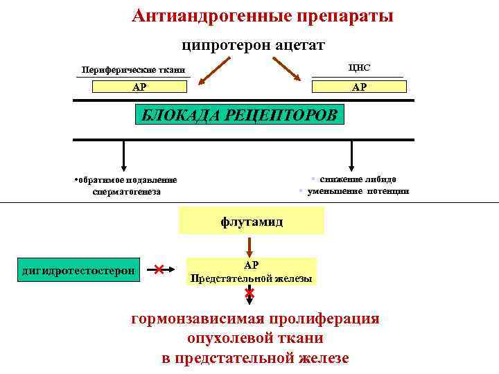 Антиандрогенные препараты ципротерон ацетат ЦНС Периферические ткани АР АР БЛОКАДА РЕЦЕПТОРОВ § снижение либидо