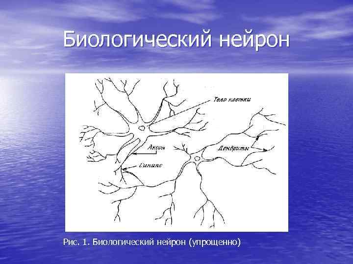 Биологический нейрон Рис. 1. Биологический нейрон (упрощенно) Биологический нейрон Рис. 1. Биологический нейрон (упрощенно)