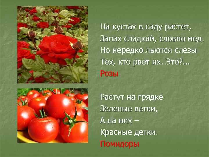 На кустах в саду растет, Запах сладкий, словно мед. Но нередко льются слезы Тех,