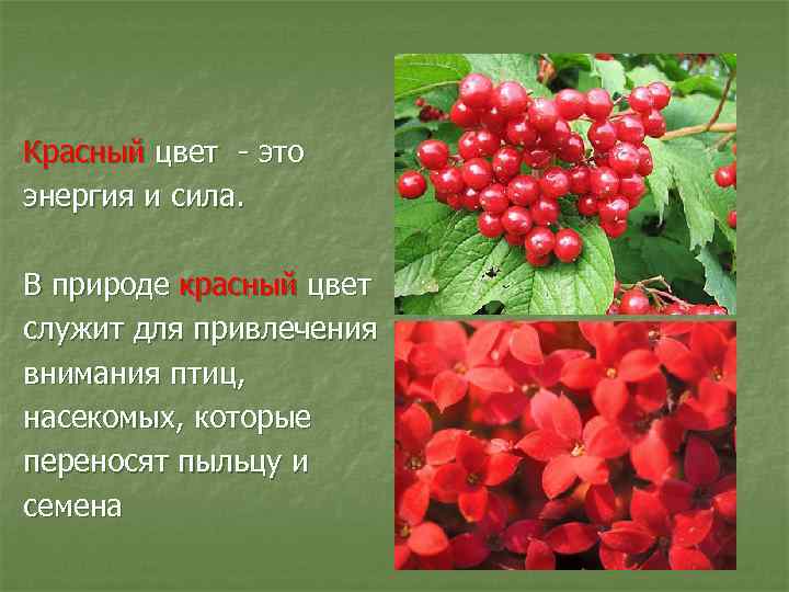 Красный цвет - это энергия и сила. В природе красный цвет служит для привлечения