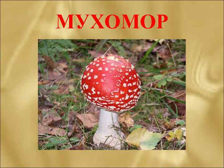 МУХОМОР 