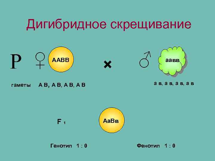 Дигибридное скрещивание Р гаметы ♀ ААВВ × Генотип 1 : 0 аавв а в,