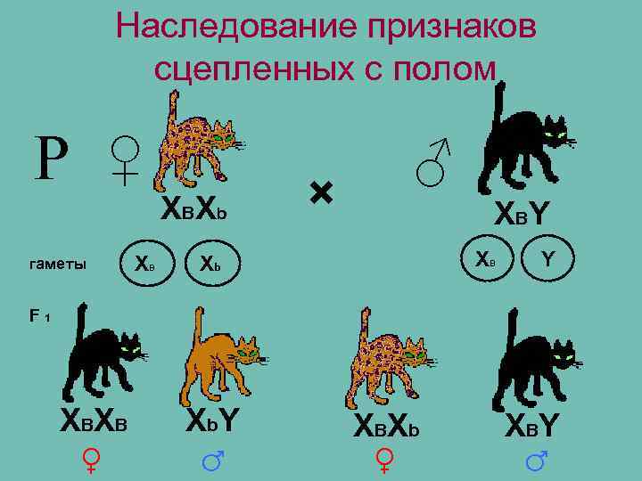Наследование признаков сцепленных с полом Р ♀ гаметы XВ X ВX b × ♂